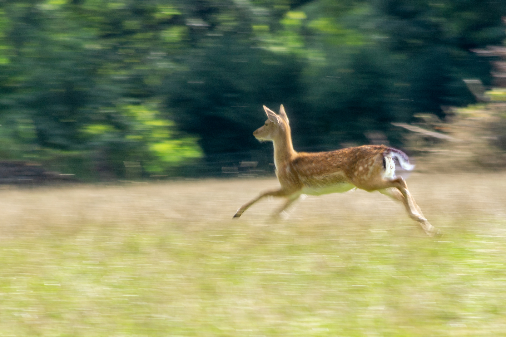 Auf der Flucht