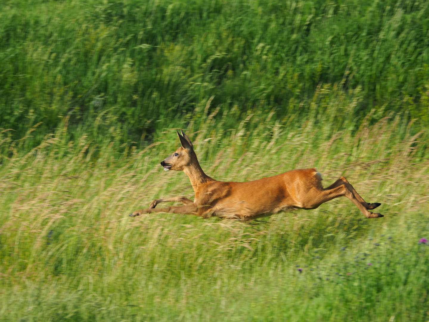 auf der Flucht