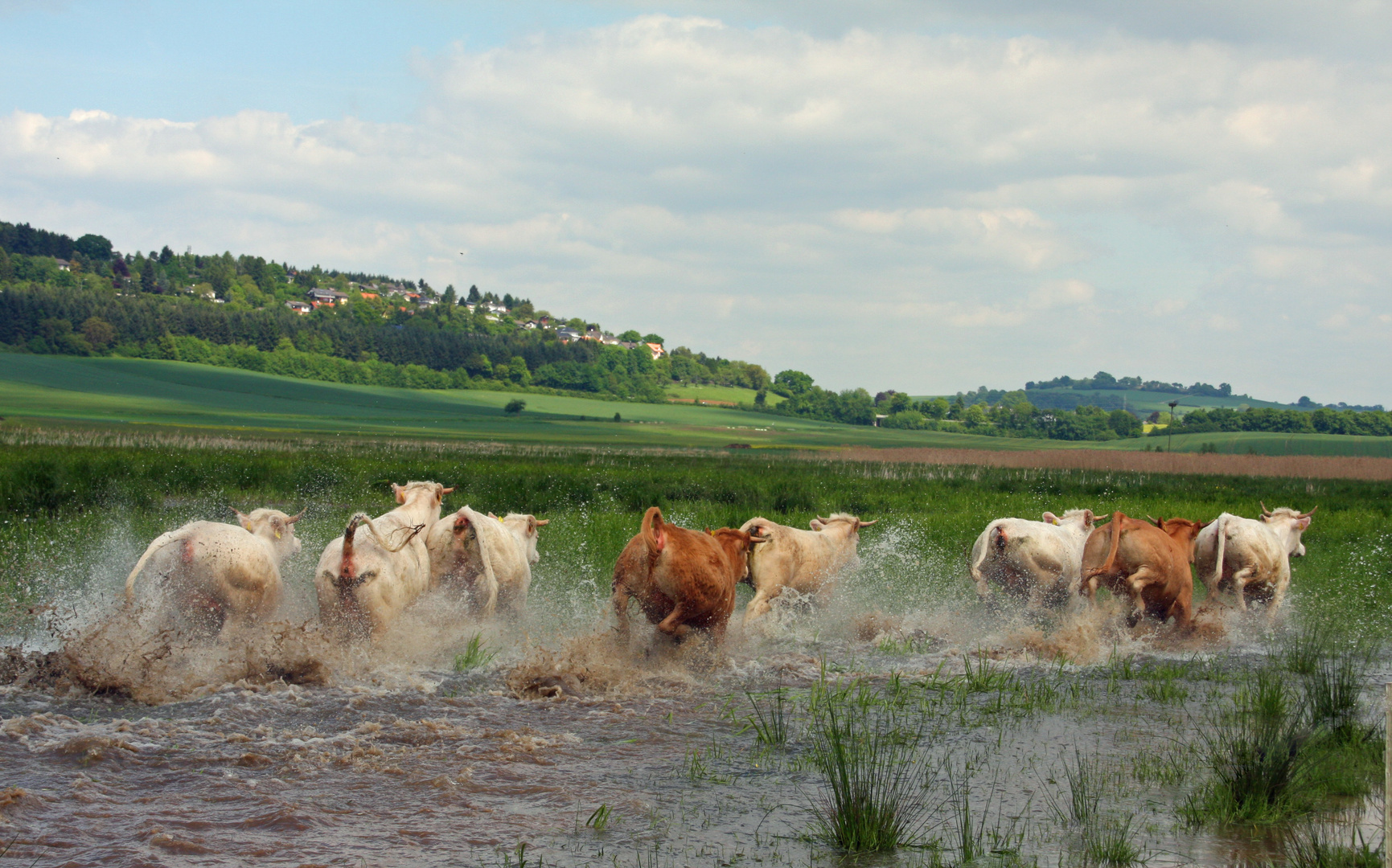 Auf der Flucht