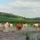 Auf der Flucht