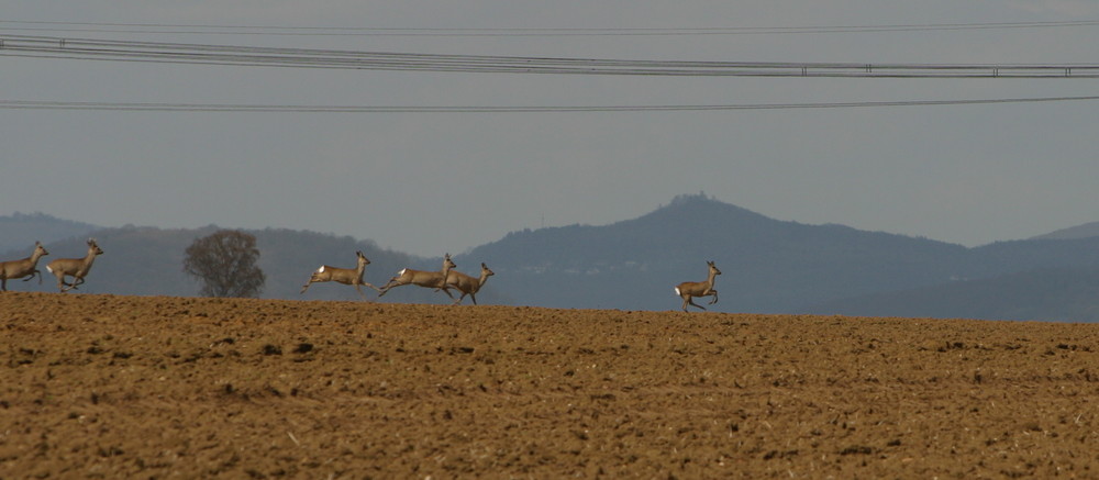 Auf der Flucht