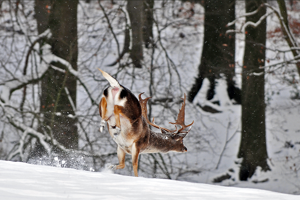 Auf der Flucht