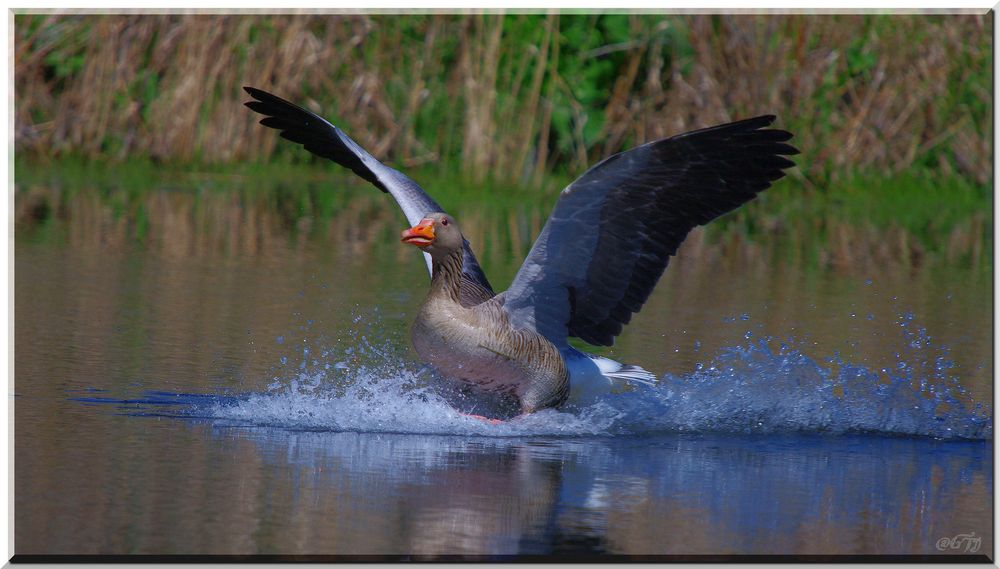 Auf der Flucht