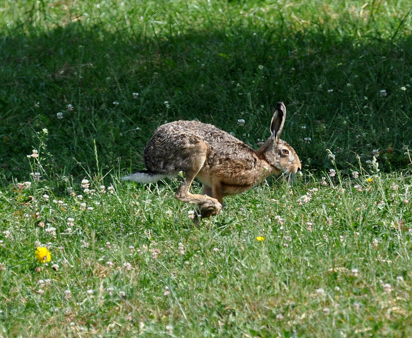 Auf der Flucht