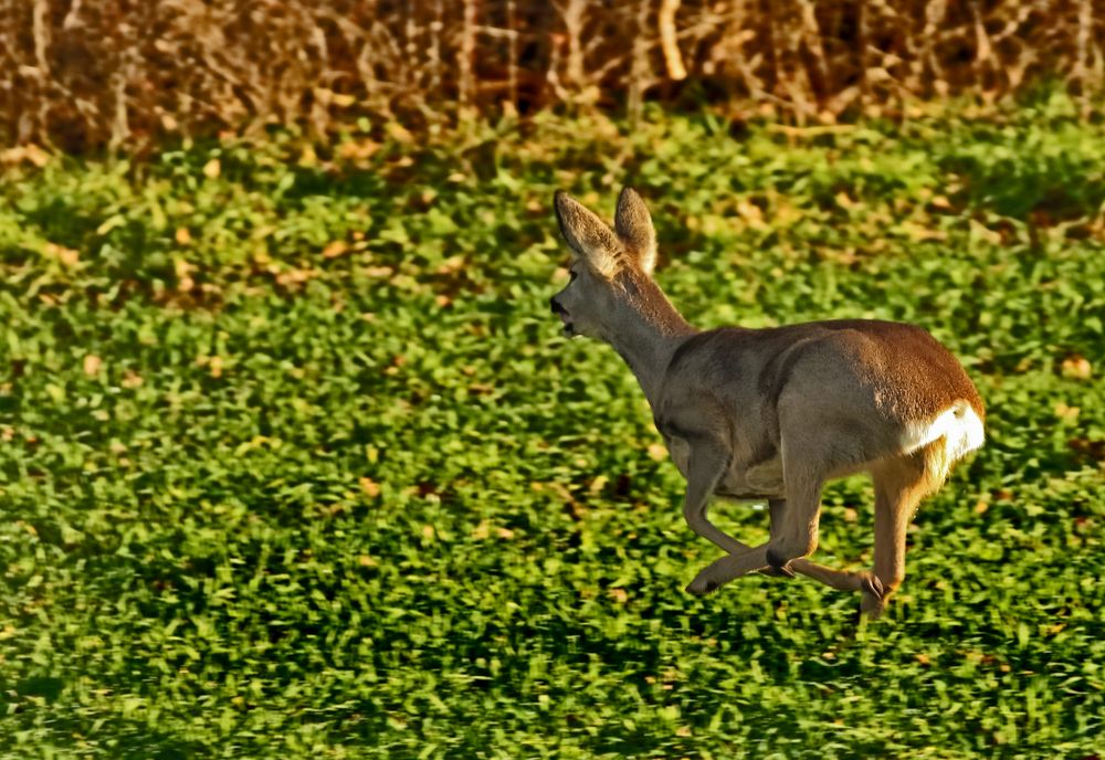 "AUF DER FLUCHT"