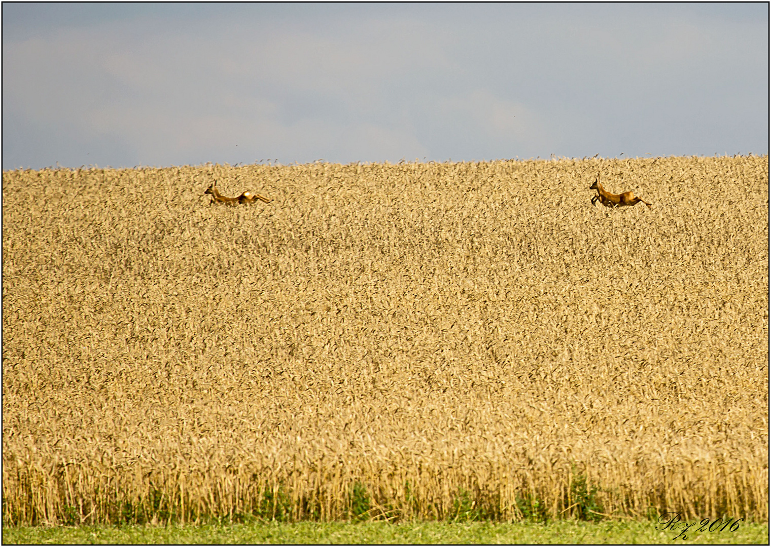 Auf der Flucht