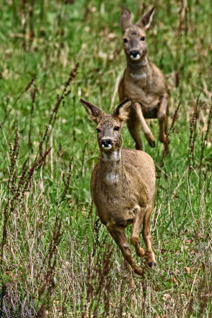 "auf der Flucht"