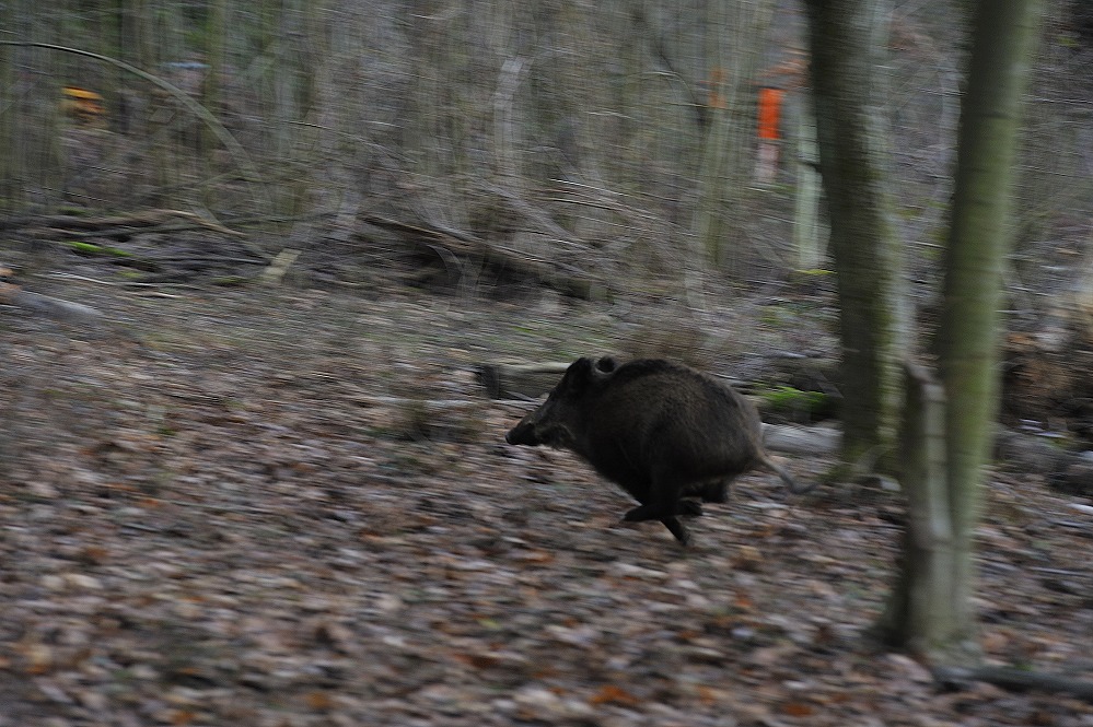 auf der Flucht