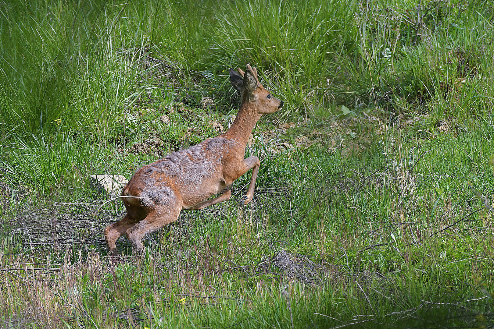 Auf der Flucht.