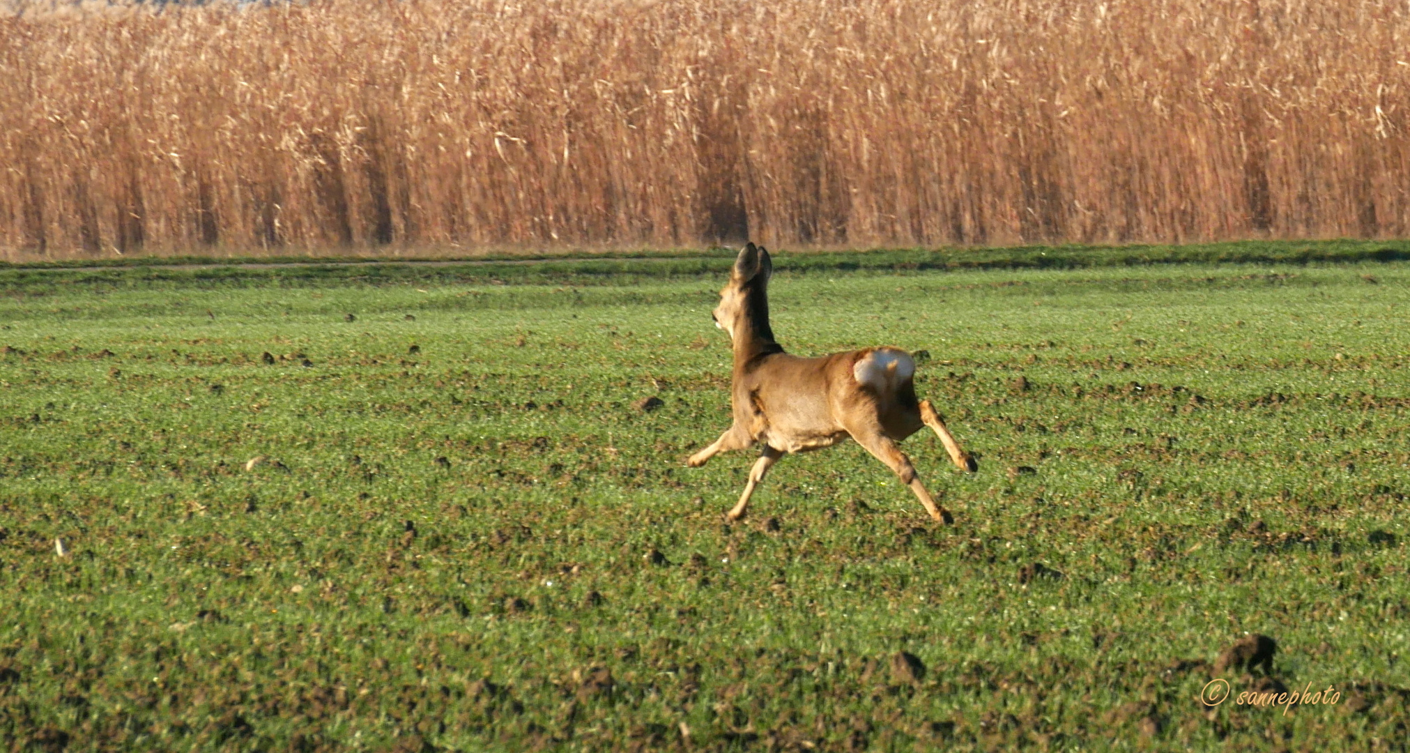 auf der Flucht