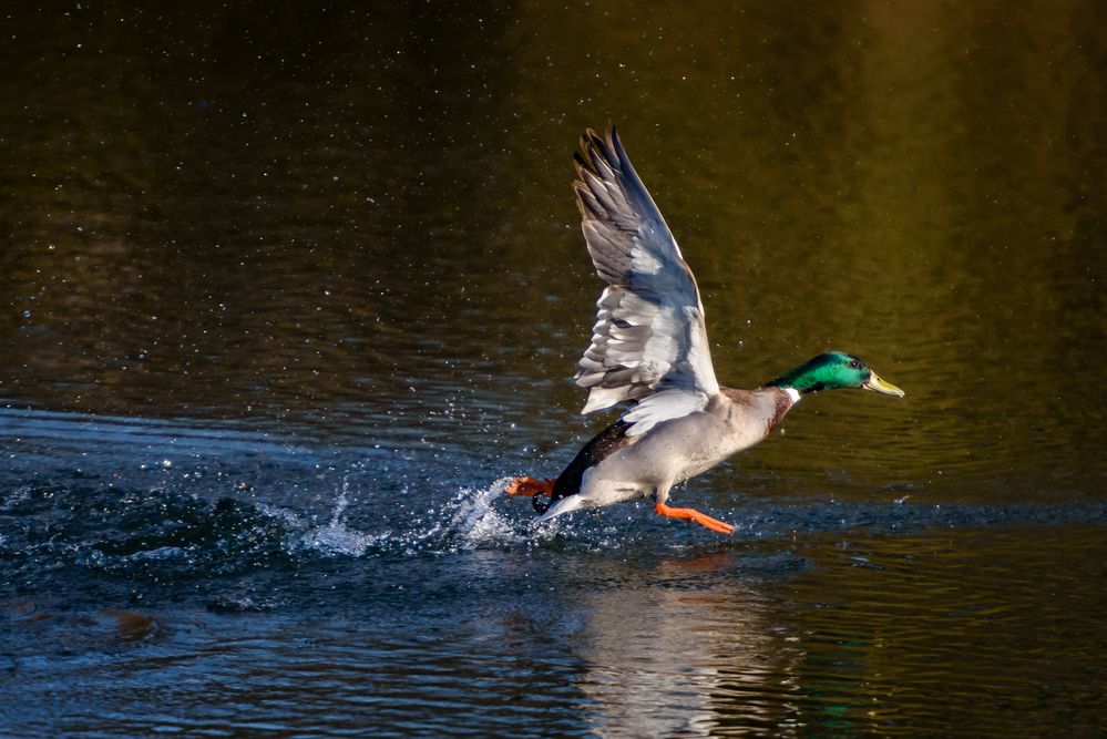 Auf der Flucht