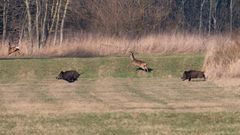 Auf der Flucht...