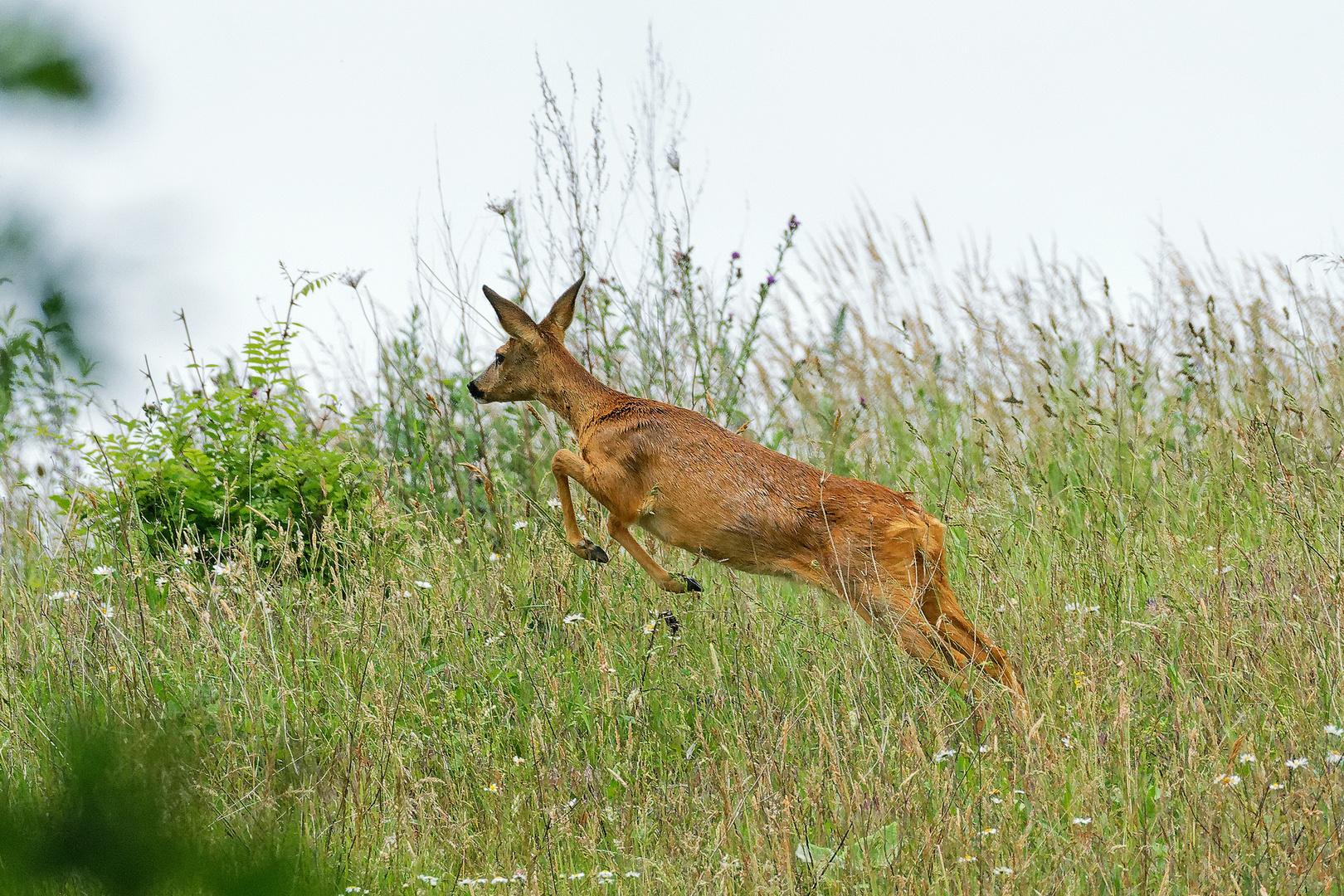 Auf der Flucht