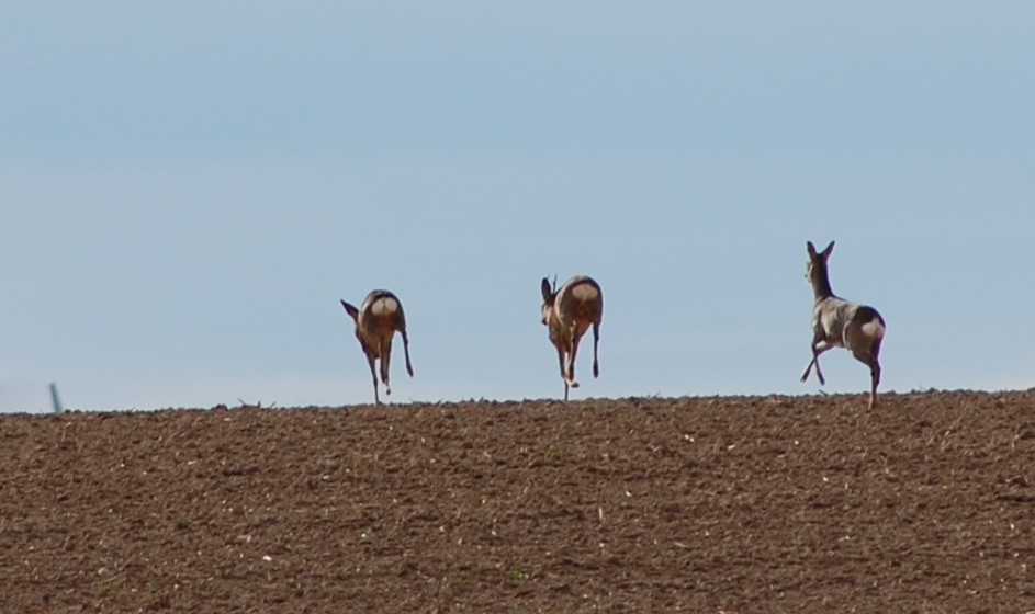 Auf der Flucht