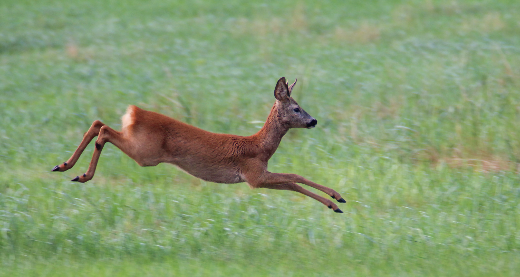 auf der Flucht