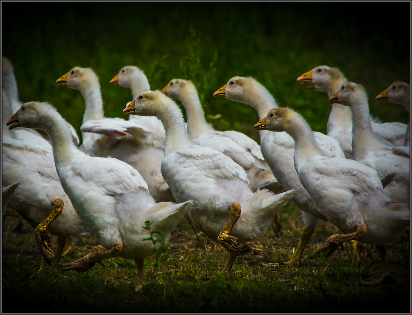 ..auf der flucht..