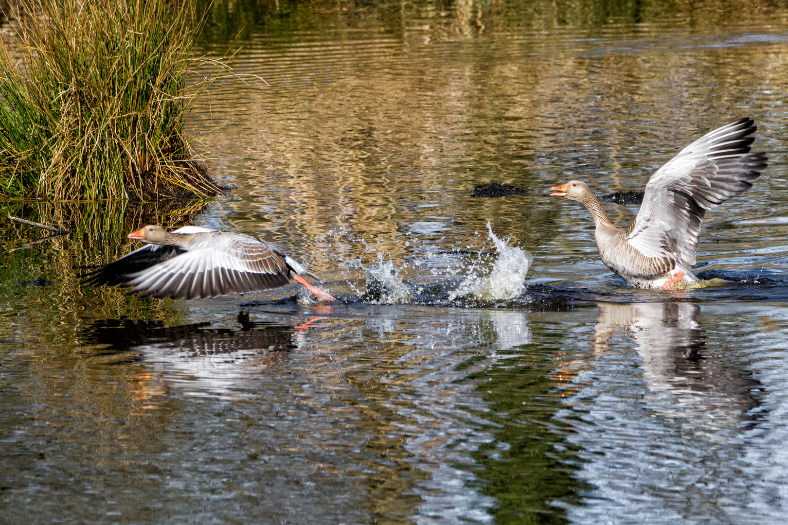 Auf der Flucht