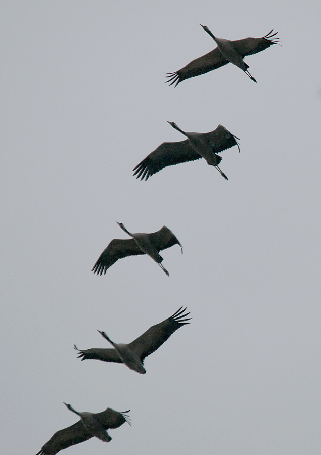 Auf der Flucht