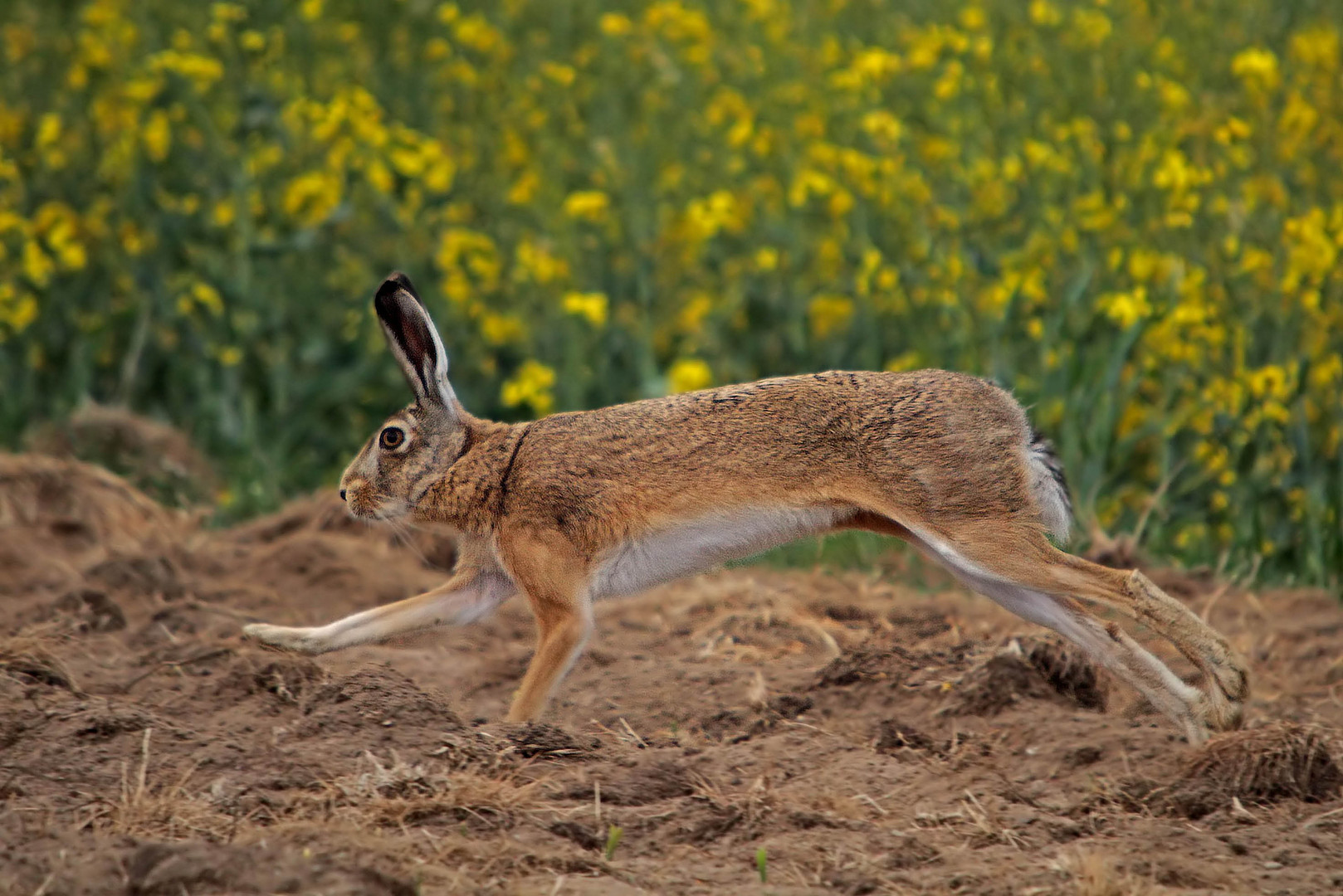 Auf der Flucht