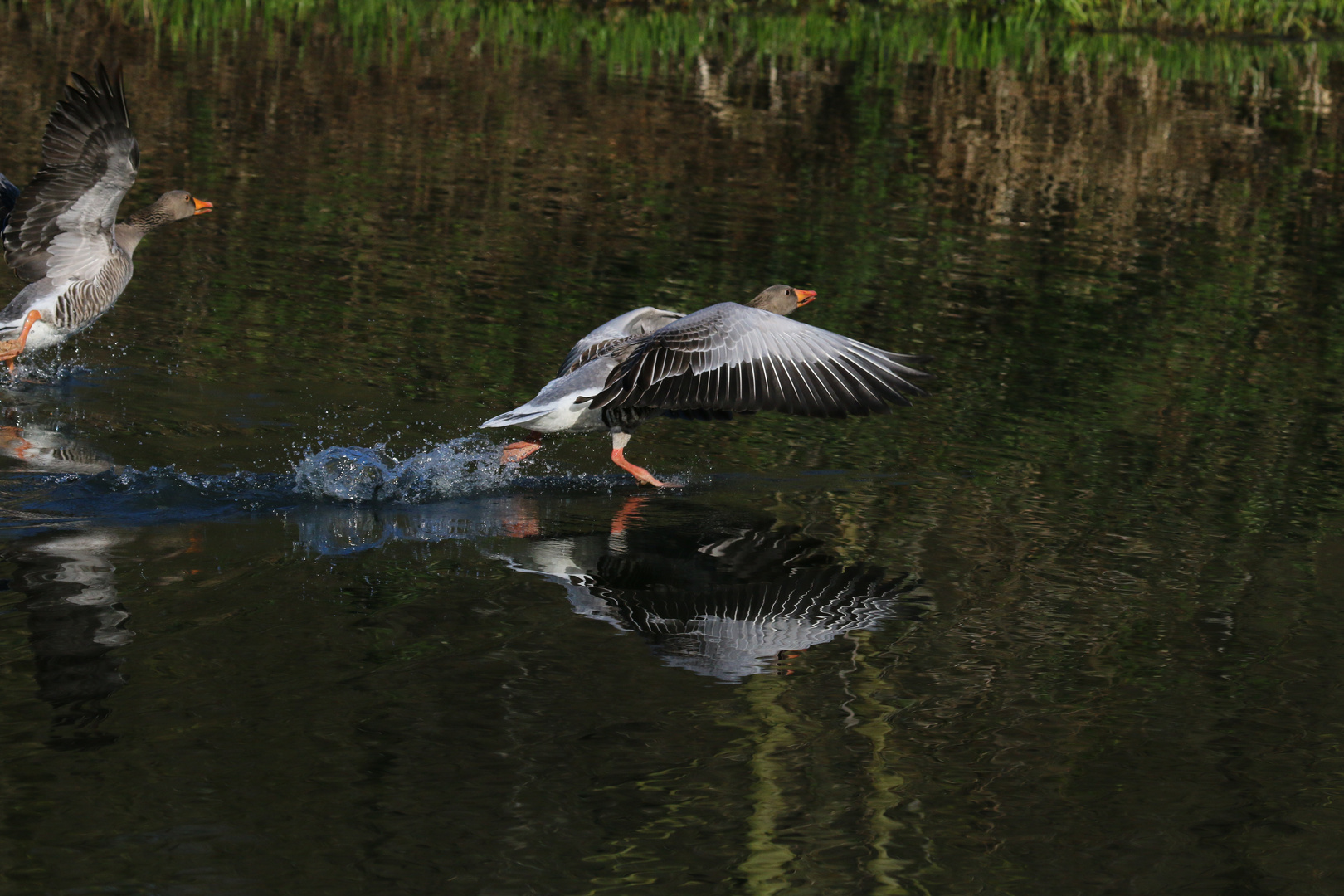 auf der Flucht