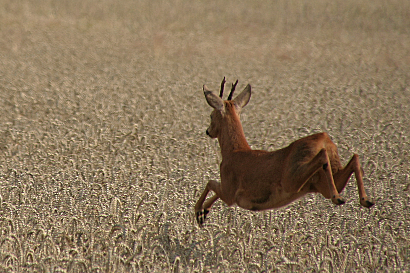 Auf der Flucht