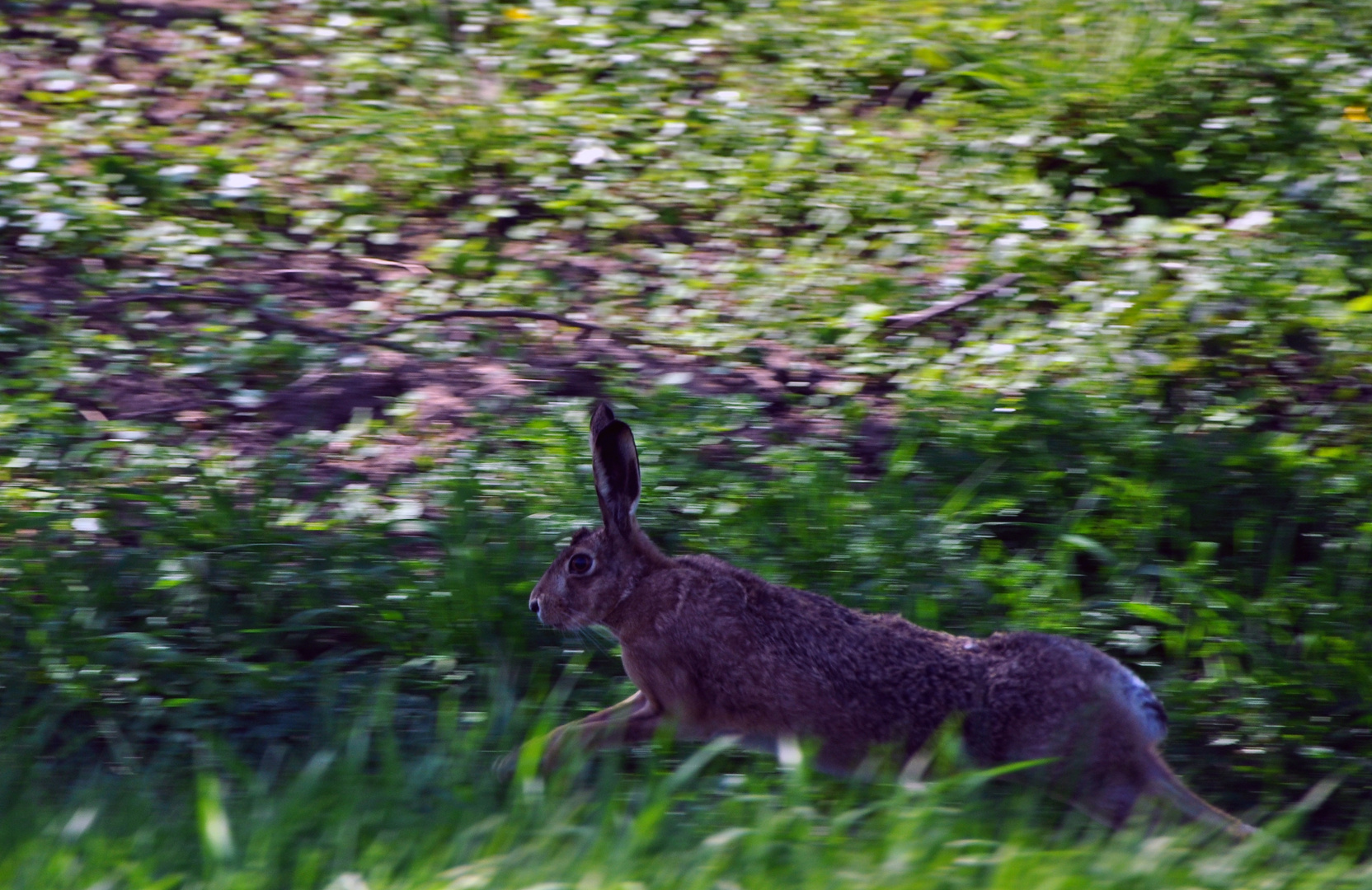 Auf der Flucht in FARBE