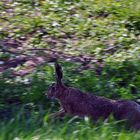 Auf der Flucht in FARBE