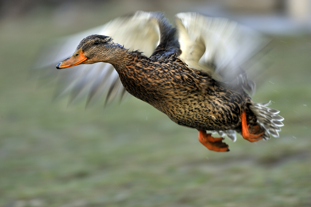 Auf der Flucht nach der Orgie