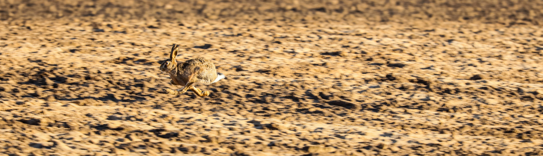 "Auf der Flucht" oder "flying hare"