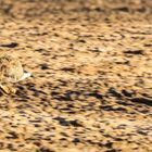 "Auf der Flucht" oder "flying hare"