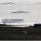 Auf der Flucht vor dem Eisbär