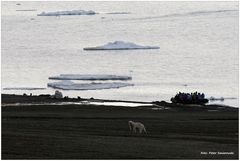 Auf der Flucht vor dem Eisbär