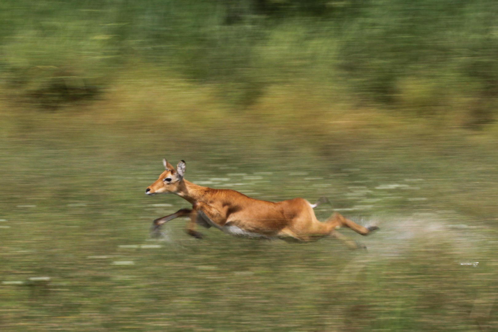 Auf der Flucht vor dem Löwen