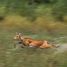 Auf der Flucht vor dem Löwen