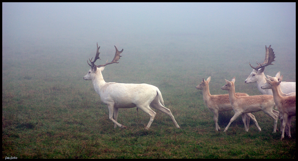 Auf der Flucht..................im Morgennebel.....