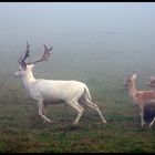 Auf der Flucht..................im Morgennebel.....