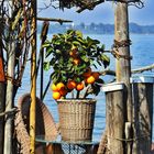 Auf der Fraueninsel im Chiemsee 20