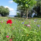 Auf der Fraueninsel im Chiemsee