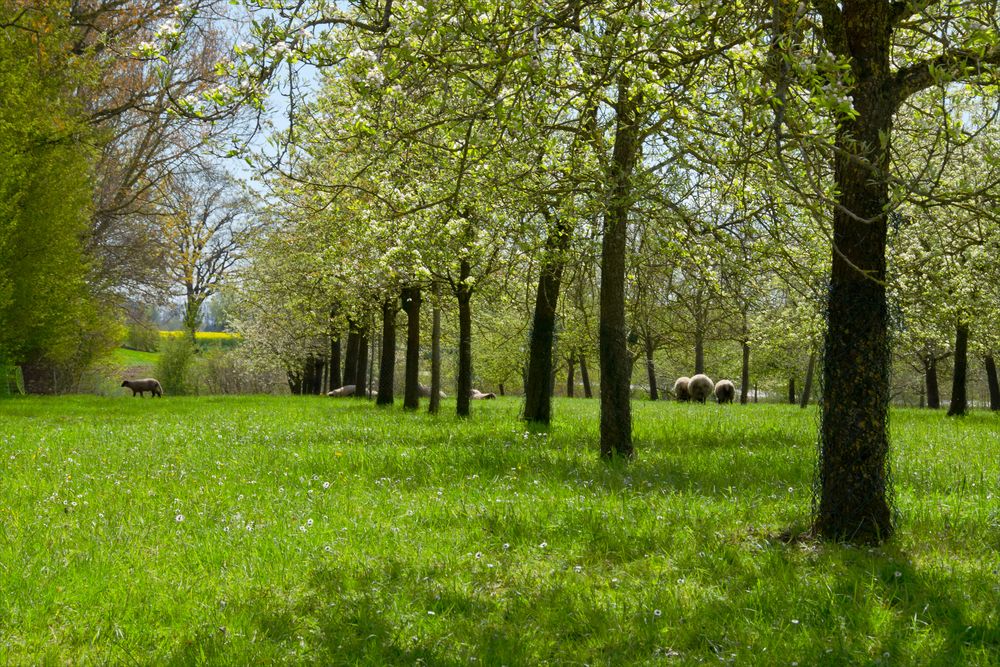 Auf der Frühlingsweide