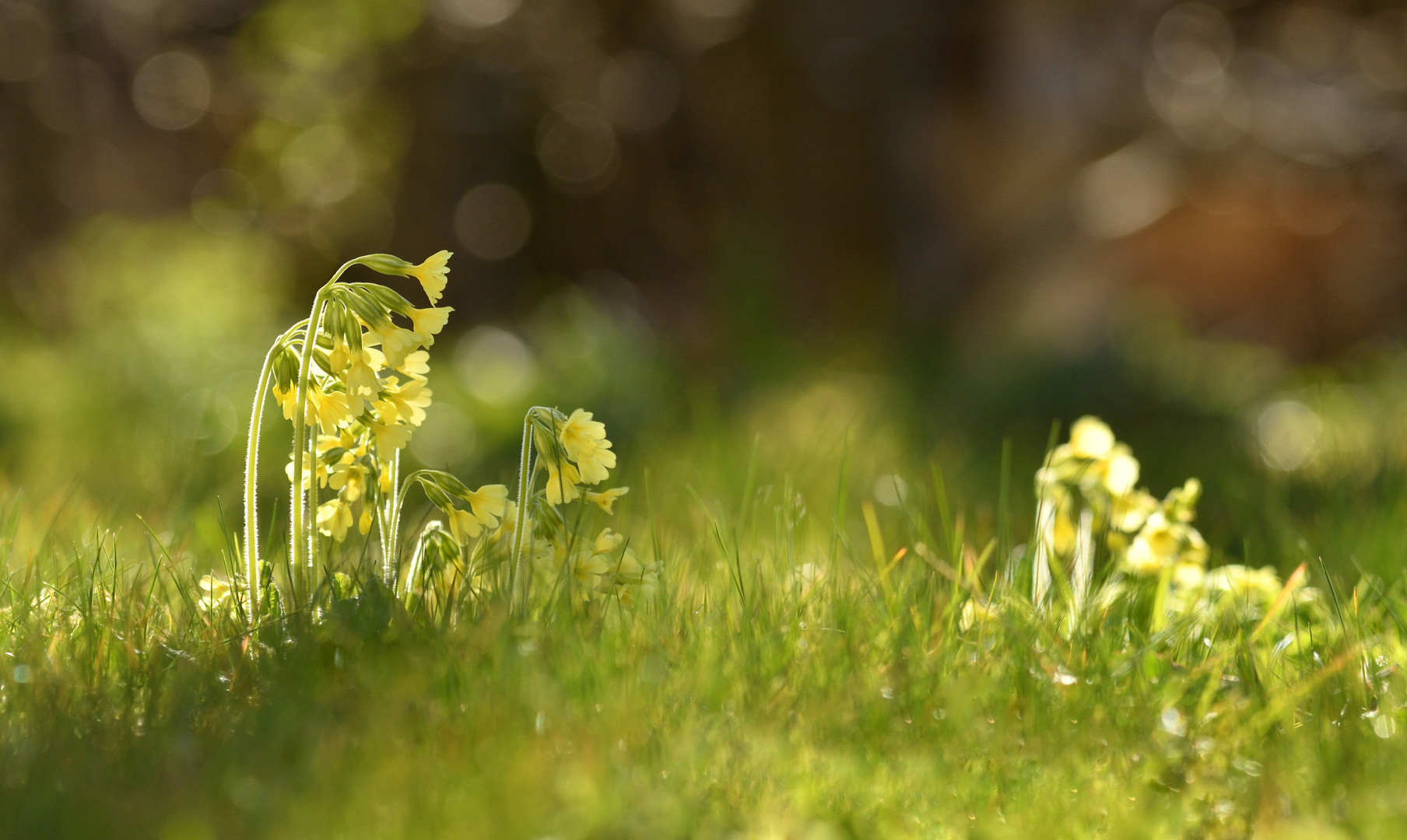 Auf der Frühlingswiese