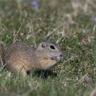 Auf der Frühlingswiese bei den wilden Zieseln 