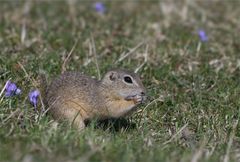 Auf der Frühlingswiese bei den wilden Zieseln 