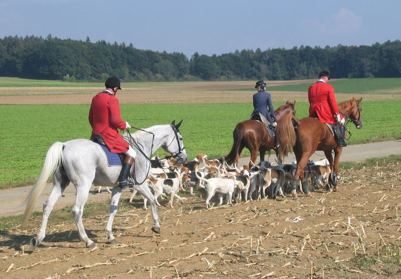 Auf der Fuchsjagd - Reitsport von Denise Grüner