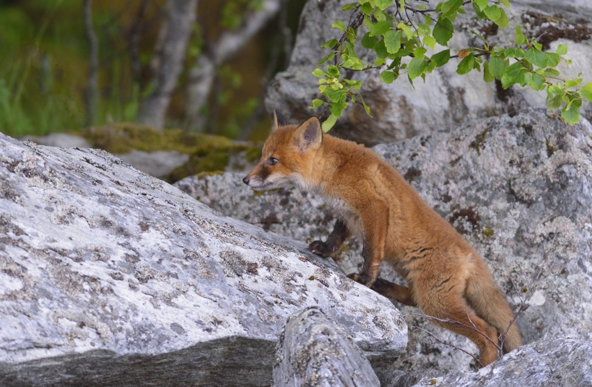 Auf der Futtersuche