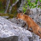 Auf der Futtersuche