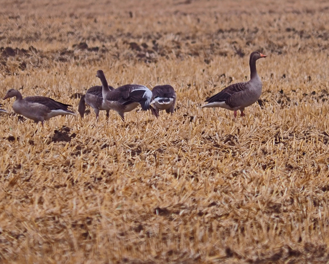 Auf der Futtersuche