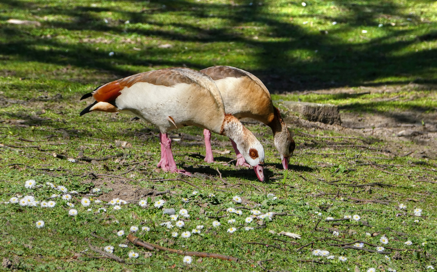 Auf der Gänseblümchenwiese 