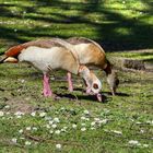 Auf der Gänseblümchenwiese 