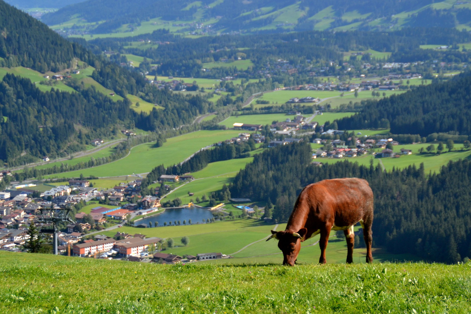 auf der Gaisberg Alm