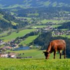 auf der Gaisberg Alm